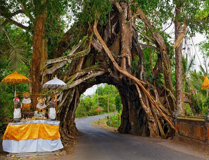 6623d20338ec1_bunut bolong.png